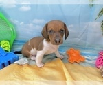 Small #11 Dachshund