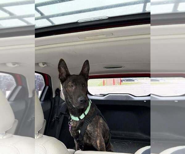 Medium Photo #1 Holland Shepherd Puppy For Sale in Imlay City, MI, USA