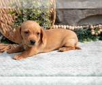 Small #2 Dachshund