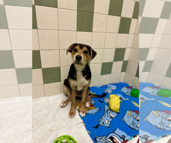 Medium Photo #3 Australian Shepherd Puppy For Sale in Salinas, CA, USA