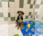 Small #2 Australian Shepherd