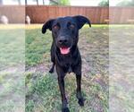 Small #1 Labrador Retriever Mix
