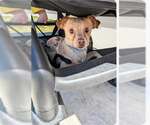 Small #3 Chihuahua