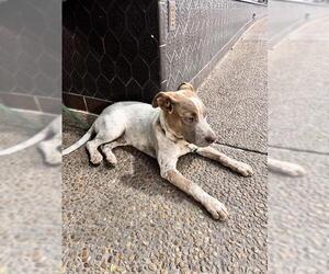 American Staffordshire Terrier-Unknown Mix Dogs for adoption in San Antonio, TX, USA