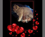 Small Photo #8 Pembroke Welsh Corgi Puppy For Sale in LOVELAND, CO, USA