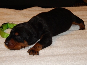 Doberman Pinscher Puppy for sale in Redding, CA, USA