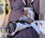 Small #7 American Pit Bull Terrier Mix