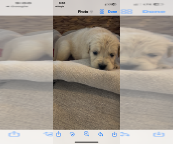 Medium Photo #22 Golden Retriever Puppy For Sale in MERCED, CA, USA