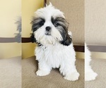 Small Photo #6 Shih Tzu Puppy For Sale in ORLANDO, FL, USA