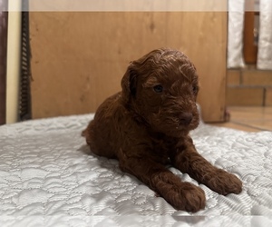 Poodle (Toy) Puppy for sale in ANAHEIM, CA, USA