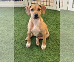 Small Black Mouth Cur Mix