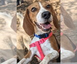 Gucci - Female Beagle Dog for Adoption - Small photo