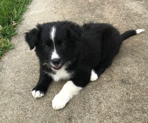 Border Collie Puppy for sale in ALTAVISTA, VA, USA