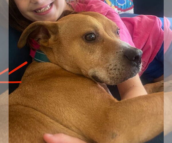 Medium Photo #11 American Pit Bull Terrier-Staffordshire Bull Terrier Mix Puppy For Sale in Raleigh, NC, USA