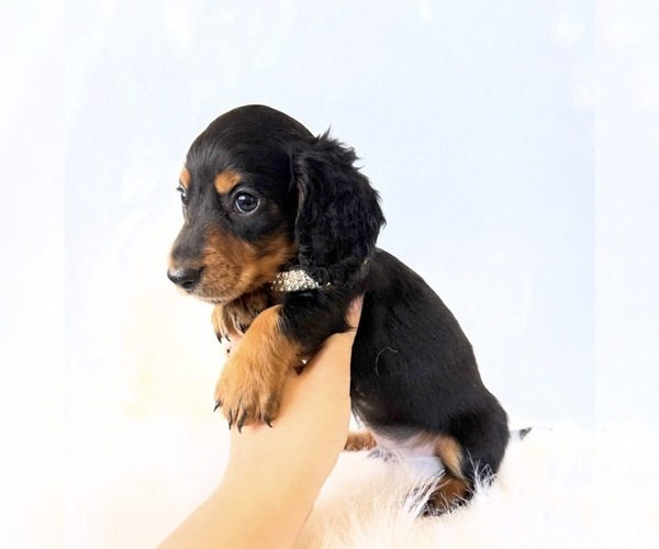 Medium Photo #12 Dachshund Puppy For Sale in DAVIS, CA, USA