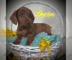 Small Photo #1 Dachshund Puppy For Sale in SHILOH, OH, USA