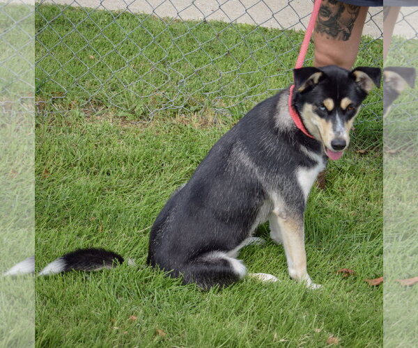 Medium Photo #3 Siberian Husky Puppy For Sale in Huntley, IL, USA