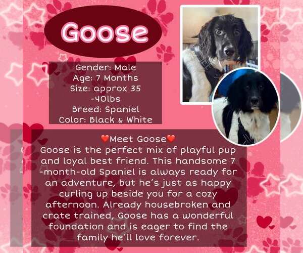 Medium Photo #1 Colonial Cocker Spaniel Puppy For Sale in Rancho Cordova, CA, USA