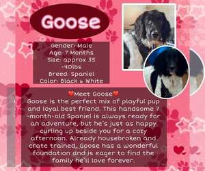 Colonial Cocker Spaniel Dogs for adoption in Rancho Cordova, CA, USA