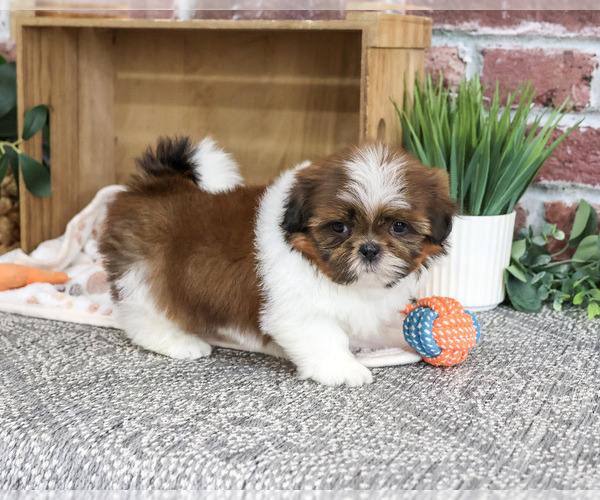 Medium Photo #3 Shih Tzu Puppy For Sale in SYRACUSE, IN, USA