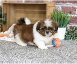 Small #2 Shih Tzu