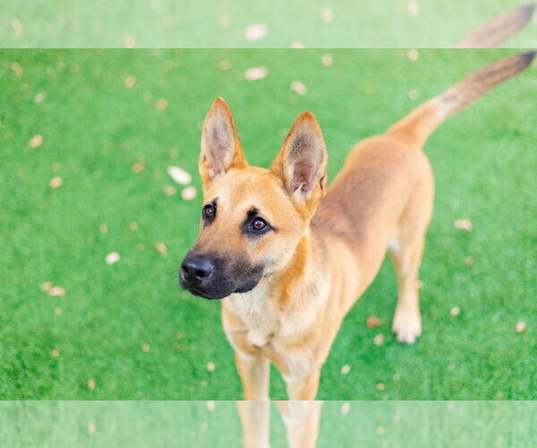 Medium Photo #2 German Shepherd Dog-Unknown Mix Puppy For Sale in Canton, CT, USA