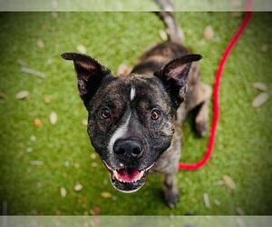 Staffordshire Bull Terrier-Unknown Mix Dogs for adoption in Orlando, FL, USA