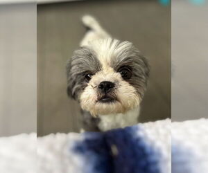 Shih Tzu Dogs for adoption in Pacolet, SC, USA