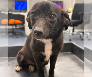 Chihuahua Dogs for adoption in Tarboro, NC, USA