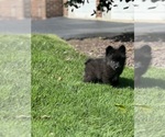 Small Photo #2 Pomeranian Puppy For Sale in MILLERSVILLE, MD, USA