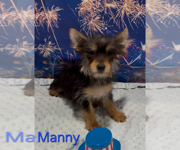 Medium Photo #1 Yorkshire Terrier Puppy For Sale in AZLE, TX, USA