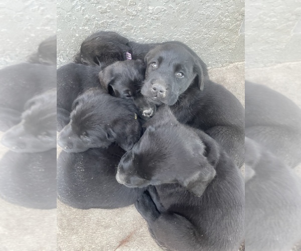 Medium Photo #4 Labrador Retriever Puppy For Sale in WEEKI WACHEE, FL, USA