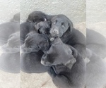 Small Photo #4 Labrador Retriever Puppy For Sale in WEEKI WACHEE, FL, USA