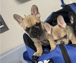 Small Photo #12 French Bulldog Puppy For Sale in EMORY, TX, USA