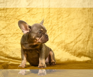 French Bulldog Puppy for sale in SUGAR LAND, TX, USA