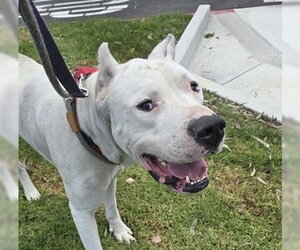 Argentinian Mastiff-Unknown Mix Dogs for adoption in Martinez, CA, USA