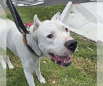 Small Argentinian Mastiff Mix