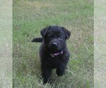 Small Photo #11 German Shepherd Dog Puppy For Sale in POWDER SPRINGS, GA, USA