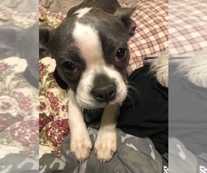 Boston Terrier Puppy for sale in FORT GIBSON, OK, USA
