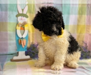 Bernedoodle Puppy for sale in LANCASTER, PA, USA