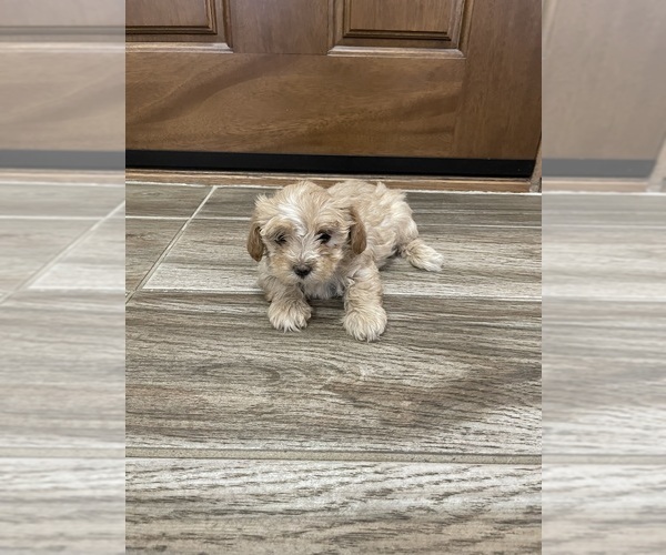 Medium Photo #5 Maltipoo Puppy For Sale in APPLE VALLEY, CA, USA