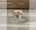 Small #4 Maltipoo