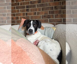 Border Collie-Unknown Mix Dogs for adoption in Aurora, CO, USA