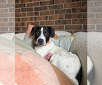 Small Border Collie Mix
