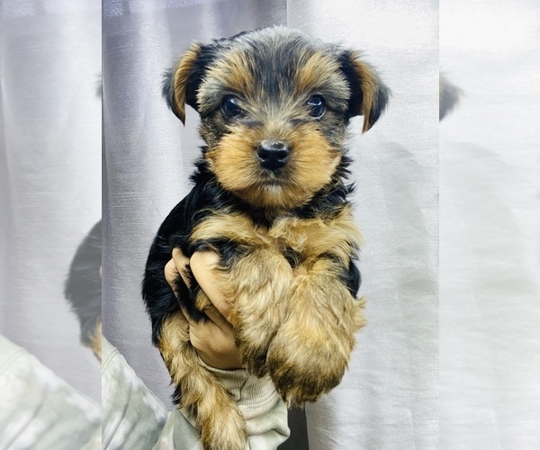 Medium Photo #2 Yorkshire Terrier Puppy For Sale in SAN BERNARDINO, CA, USA
