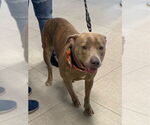 Small American Pit Bull Terrier Mix