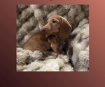 Small #5 Dachshund