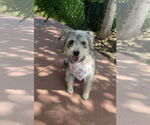 Small #1 Mutt