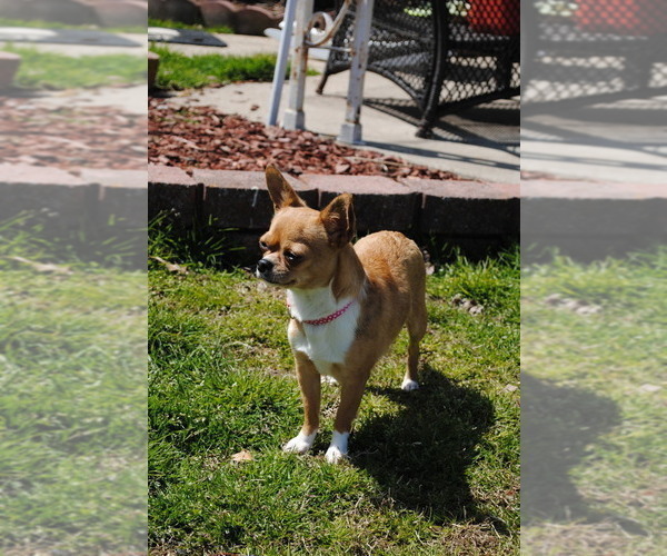 Medium Photo #1 Chihuahua Puppy For Sale in HAMPTON, VA, USA