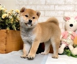 Small Photo #5 Shiba Inu Puppy For Sale in LAS VEGAS, NV, USA